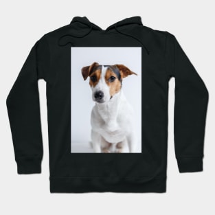 Dog Hoodie